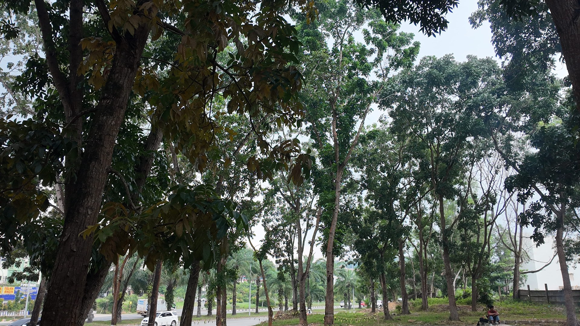 Bufferzone Depan SMP 3 - Taman Jalan Kartini — foto 3